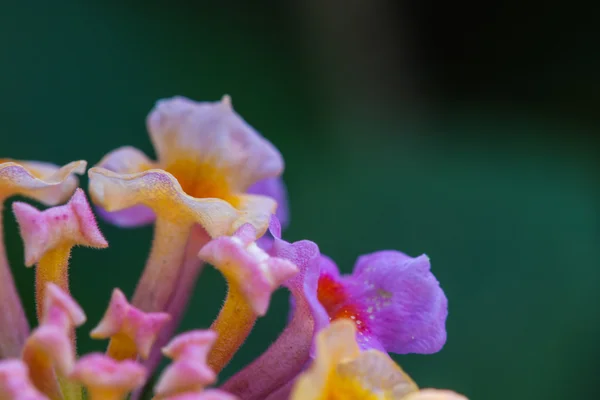 Doek van goud of Lantana camara bloem in tuin — Stockfoto