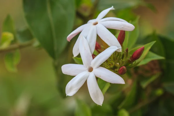 Άσπρο jasmine λουλούδια στον κήπο — Φωτογραφία Αρχείου