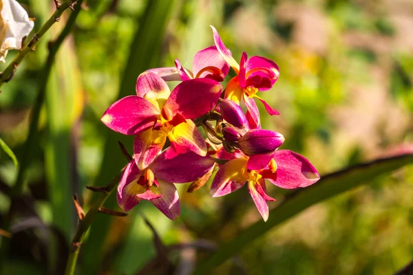 Spathoglottis Plicata orchids — Stock Photo, Image