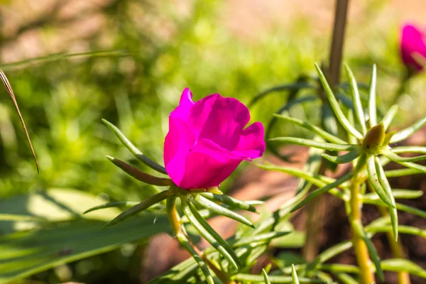 Portulaca flowers at the garden — Stock Photo, Image
