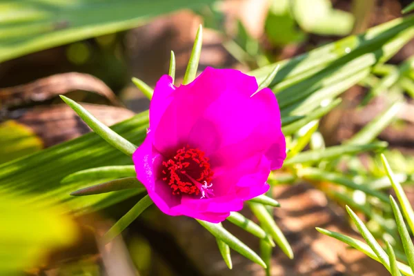 Portulaca flowers at the garden — Stock Photo, Image