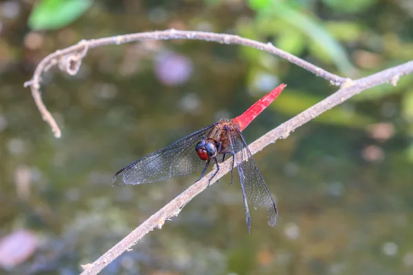 Dragonfly στο φυτό — Φωτογραφία Αρχείου