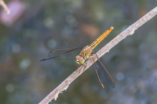 Dragonfly στο φυτό — Φωτογραφία Αρχείου
