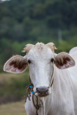  çim sahasında yeme inek