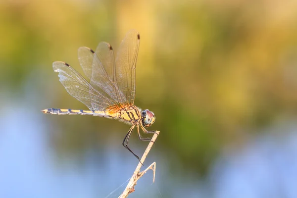 Dragonfly — Stock Photo, Image