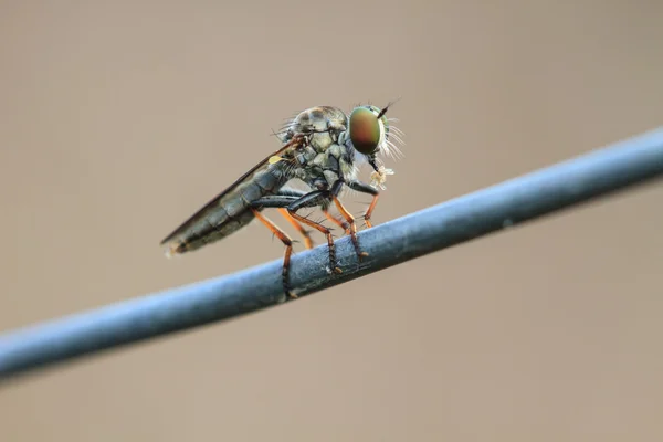 Csapást fly, fly dög, bluebottles, greenbottles vagy fürt fly — Stock Fotó