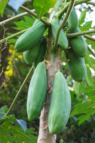 Papaya fruit on the tree — Stock Photo, Image