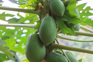 Ağaçta papaya meyvesi