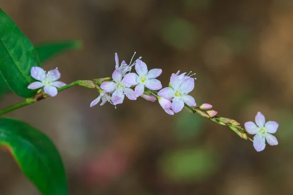 Mooie wild bloem in bos — Stockfoto