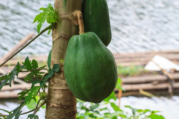Papaya fruit on the tree — Stock Photo, Image