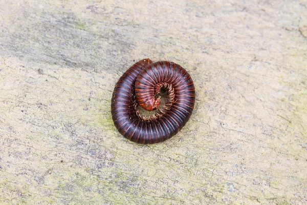 Millipede på marken — Stockfoto