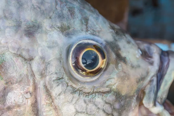 물고기 눈 가까이 — 스톡 사진