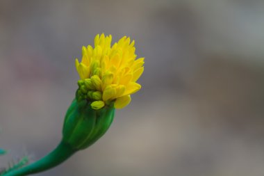 Marigold çiçek alanı