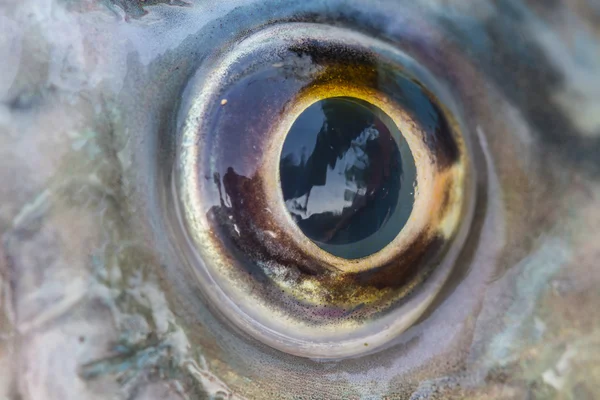 Fish Eye Close Up — Stock Photo, Image