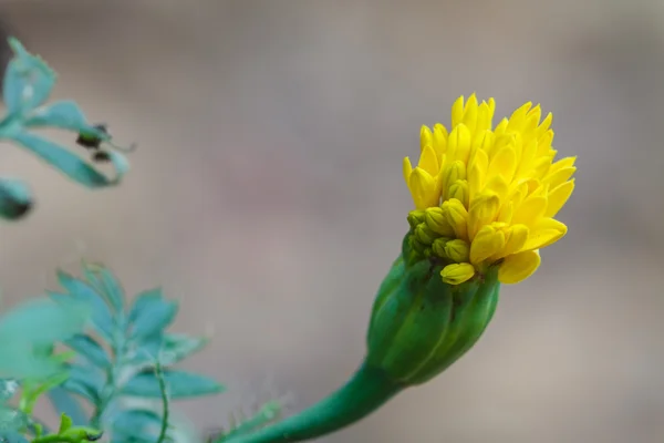 Marigold çiçek alanı — Stok fotoğraf