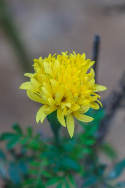 Marigold çiçek alanı — Stok fotoğraf