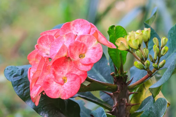 Corona de espinas flores —  Fotos de Stock