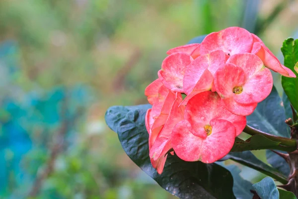 Crown of thorns flowers — Stock Photo, Image