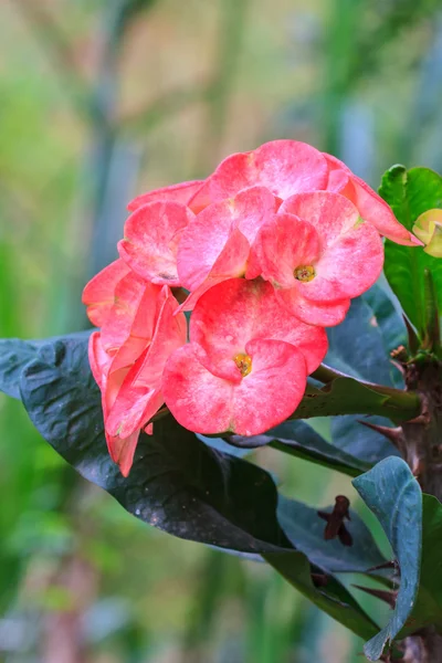 Crown of thorns flowers — Stock Photo, Image