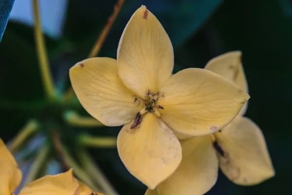 Gele ixoras, west-Indische jasmijn bloem — Stockfoto