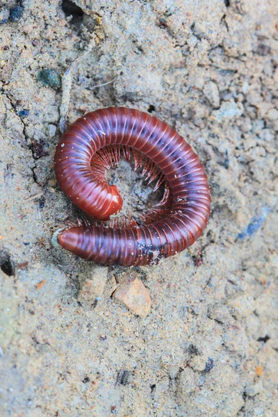 Milipede en el suelo — Foto de Stock