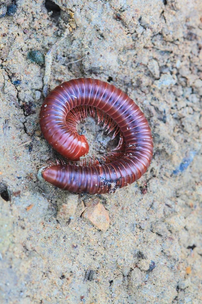 Millipede på marken — Stockfoto