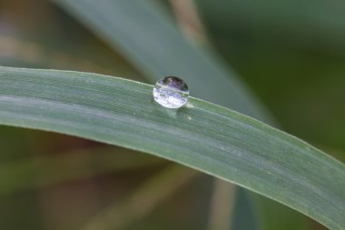 Yeşil çimenlere su damlaları