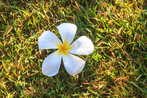 Plumeria o Frangipani Flores sobre hierba verde — Foto de Stock