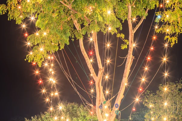 Zwiebeln auf dem Baum — Stockfoto