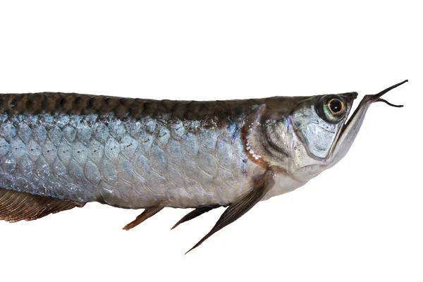 Csontnyelvű-hal halak (Osteoglossum biccirhosum) elszigetelt fehér — Stock Fotó