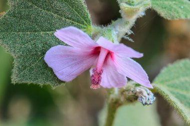 ormandaki güzel kır çiçeği