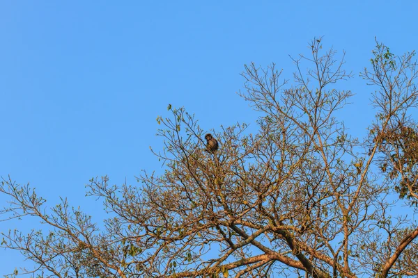 Atardecer Langur sentado en rama de árbol —  Fotos de Stock