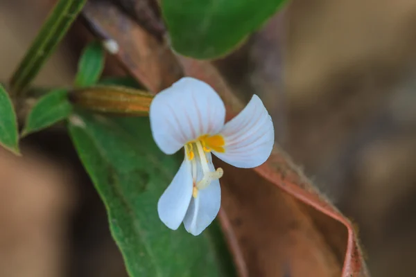 Beautiful wild flower in forest — Stock Photo, Image