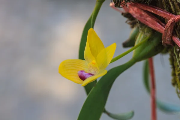 Orquídeas selvagens na floresta da Tailândia — Fotografia de Stock