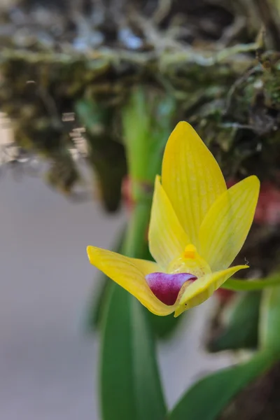 Dzikich orchidei w lesie z Tajlandii — Zdjęcie stockowe