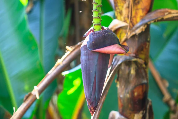 Banana blossom — Stock Photo, Image