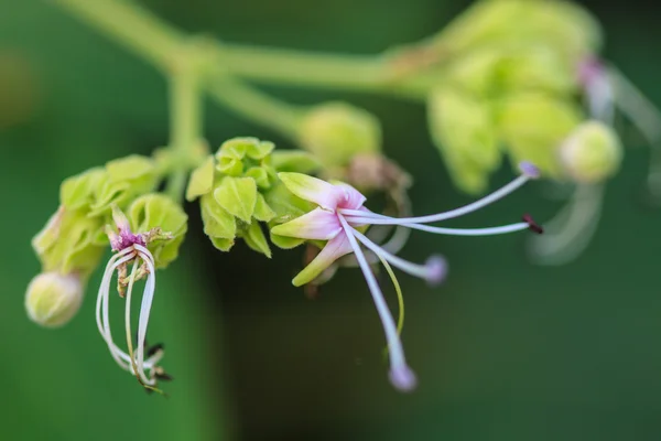 Mooie wild bloem in bos — Stockfoto