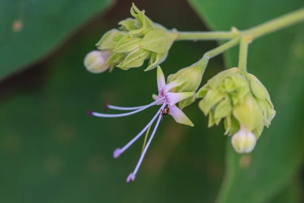 Mooie wild bloem in bos — Stockfoto