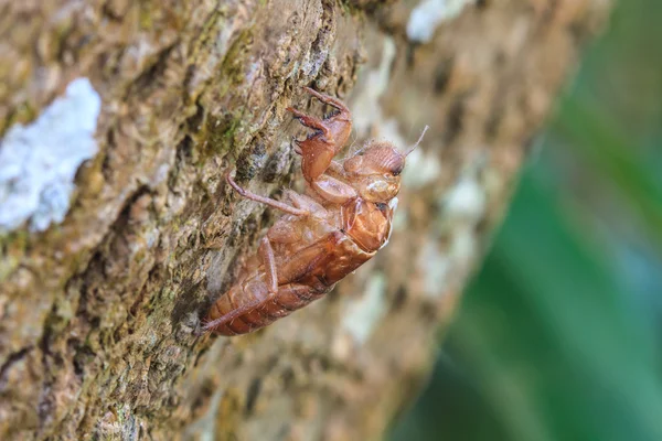 Шкаралупа цикади, яка залишає на дереві — стокове фото