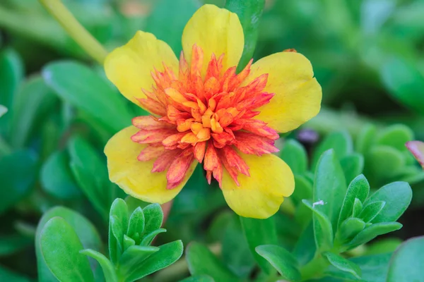 Portulaca çiçekler — Stok fotoğraf