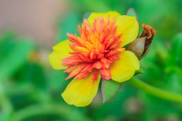 永年性マツバボタンの花 — ストック写真