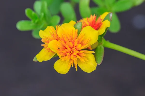 Portulaca çiçekler — Stok fotoğraf