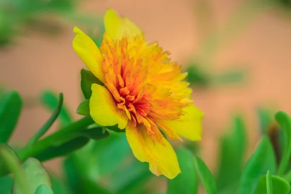 Portulaca bloemen — Stockfoto