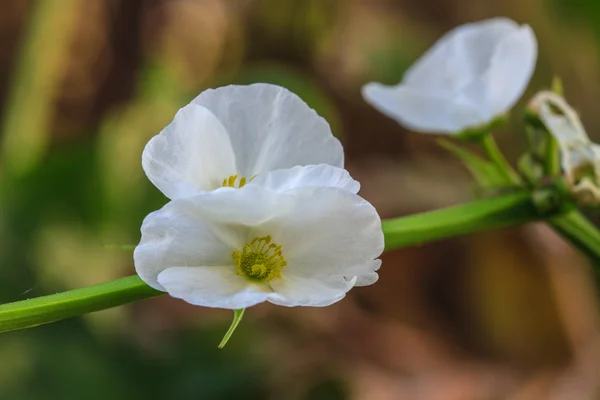 Texas mud baby flower — Stock Photo, Image