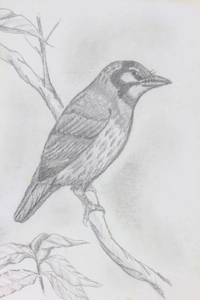 Bird drawing — Stock Photo, Image