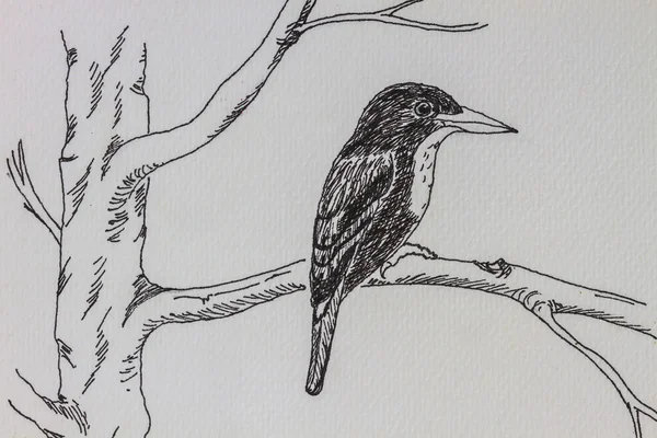 Desenho de aves — Fotografia de Stock