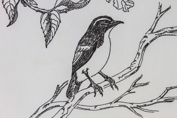 Bird drawing — Stock Photo, Image