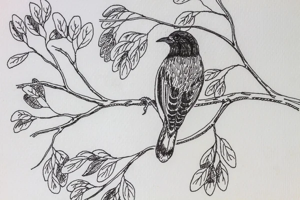 Птах малювання — стокове фото