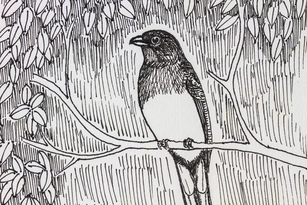 Bird drawing — Stock Photo, Image