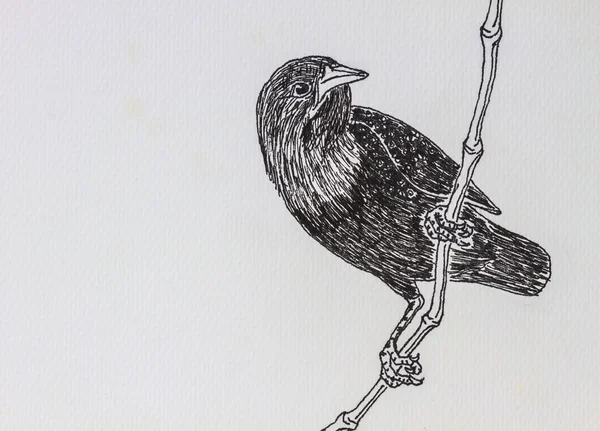 Fågel ritning — Stockfoto